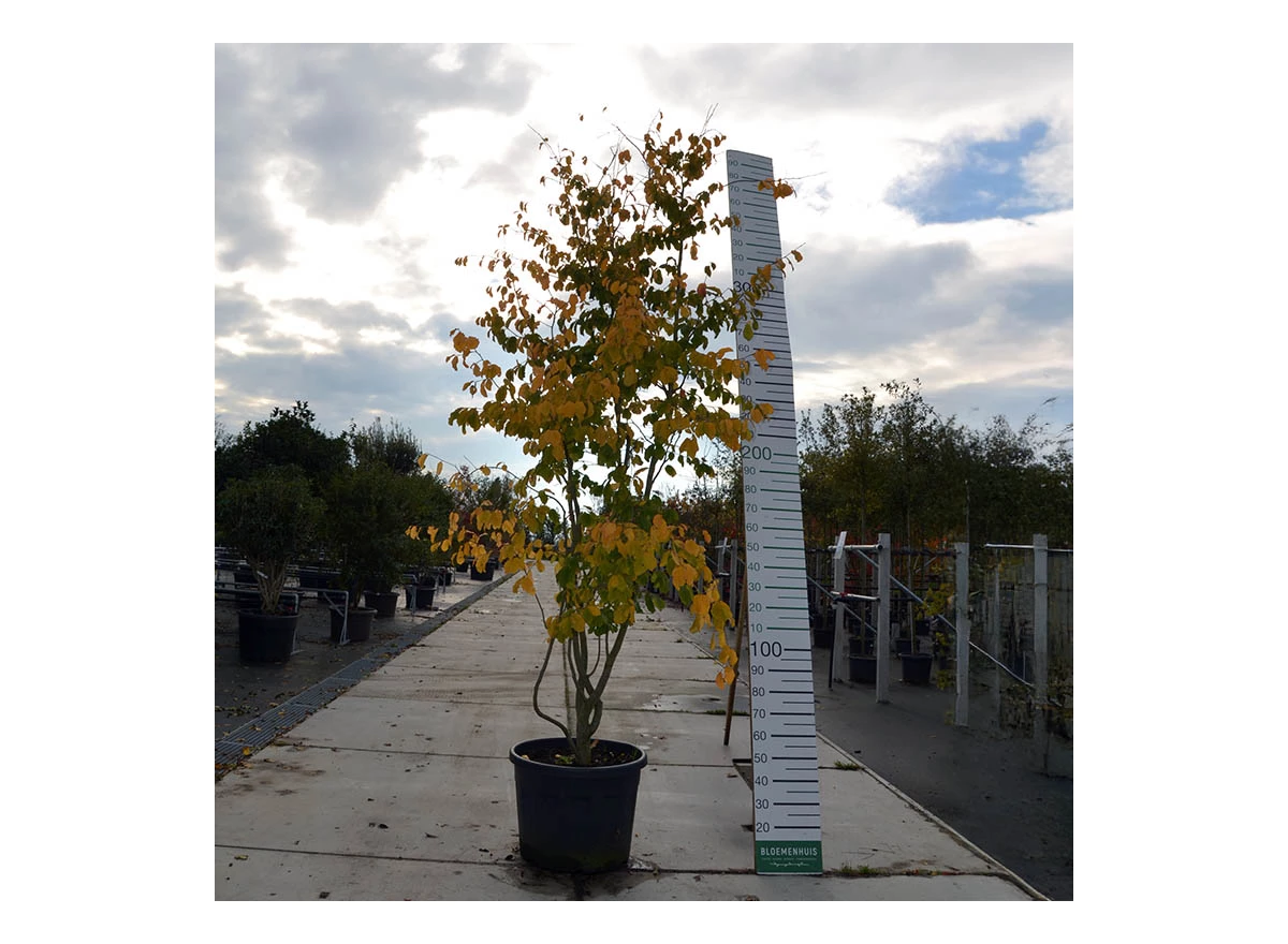 DSC_0134.JPG