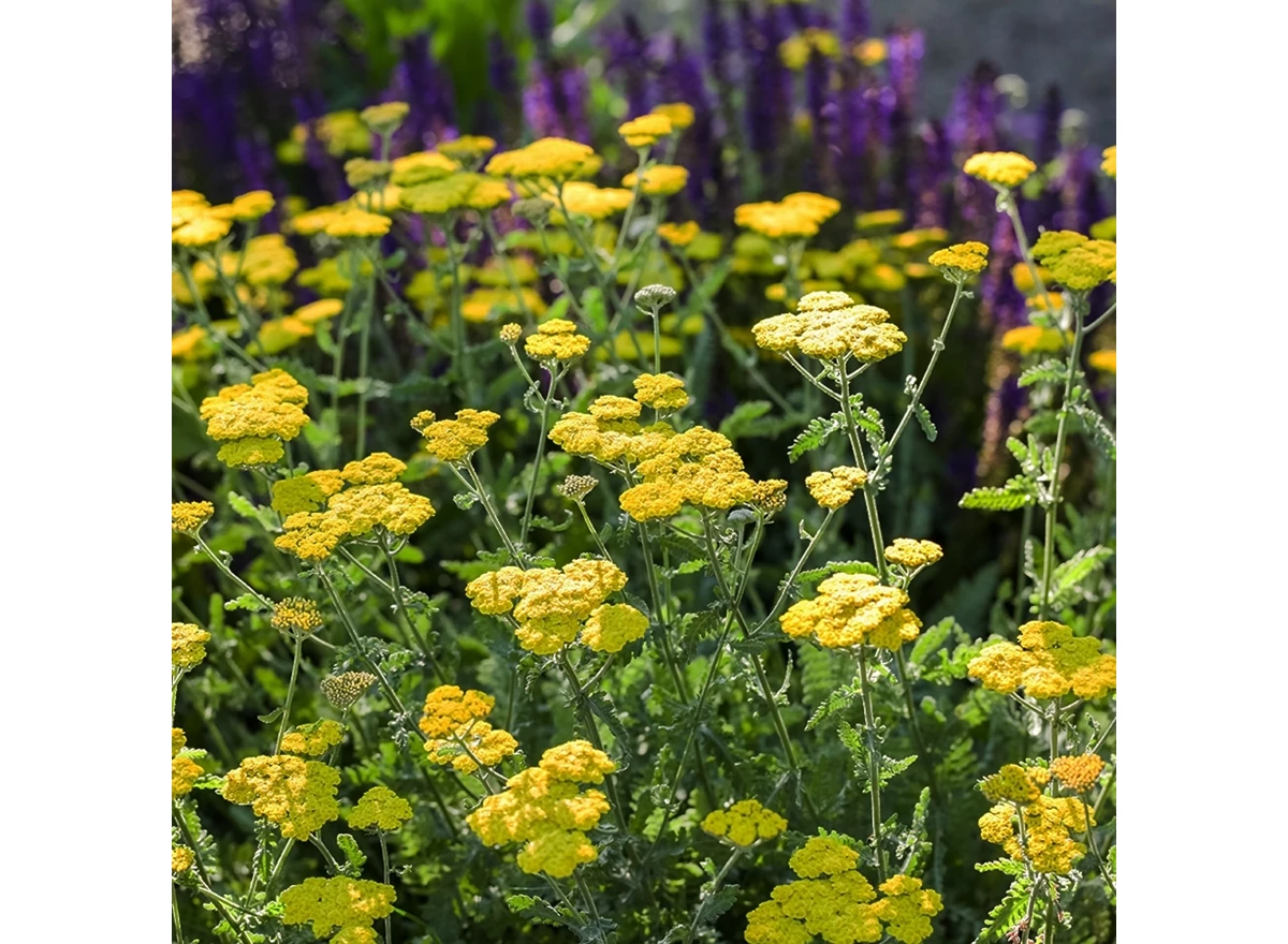 Achillea tomentosa P9