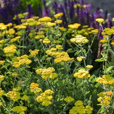 Achillea tomentosa P9