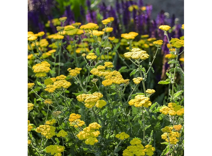Achillea tomentosa P9
