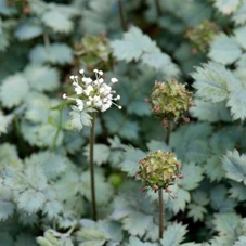 Acaena buchananii P9