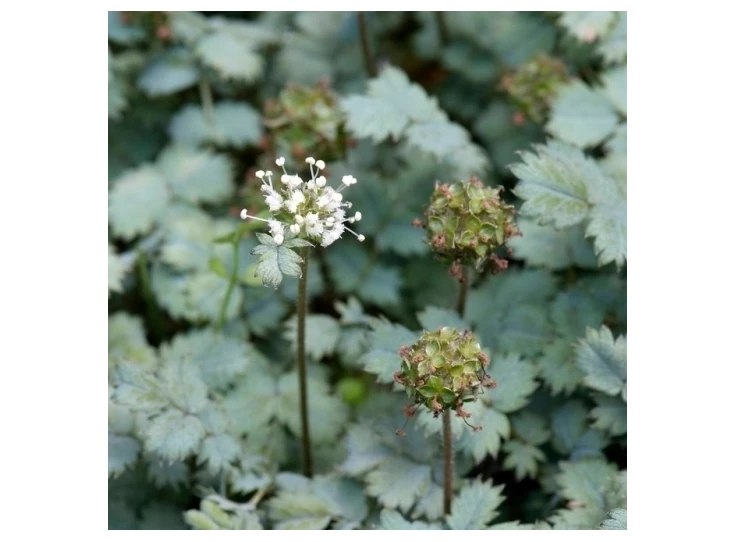 Acaena buchananii P9