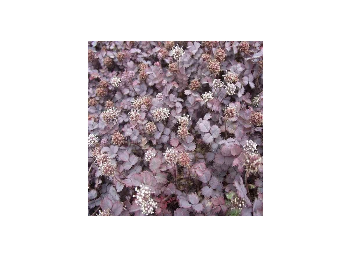 Acaena inermis 'Purpurea' P9