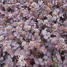 Acaena inermis 'Purpurea' P9