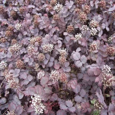 Acaena inermis 'Purpurea' P9