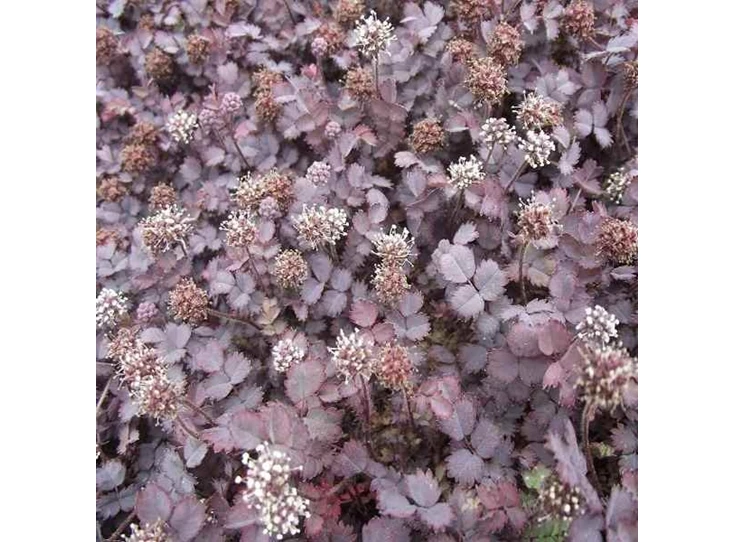 Acaena inermis 'Purpurea' P9