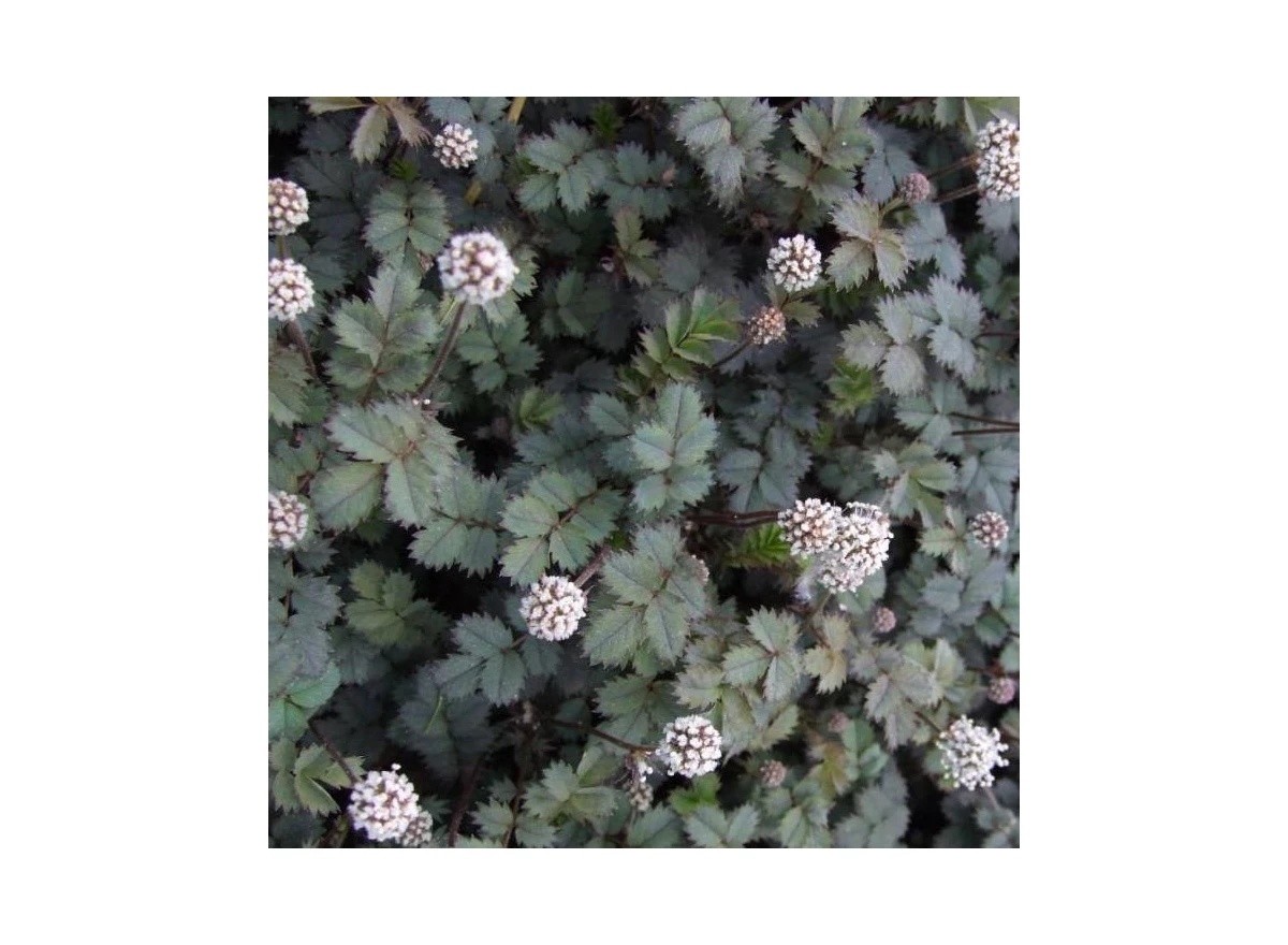 Acaena magellanica P9