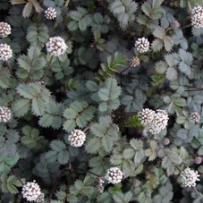 Acaena magellanica P9