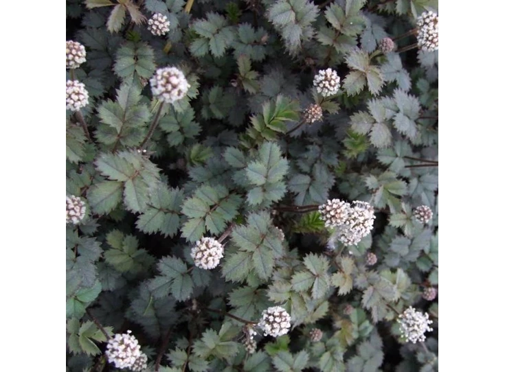 Acaena magellanica P9