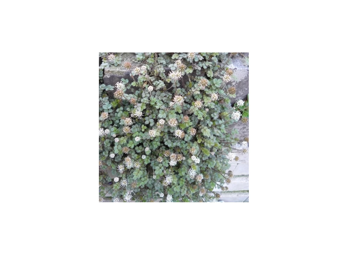 Acaena microphylla P9