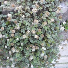 Acaena microphylla P9