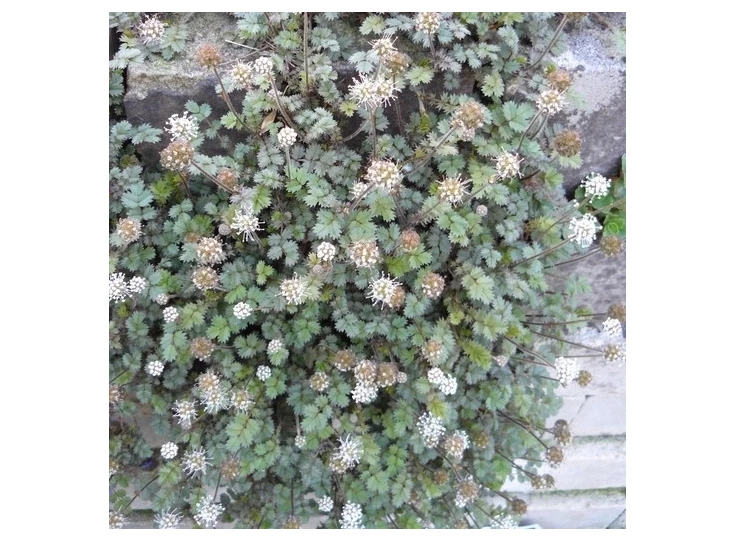 Acaena microphylla P9