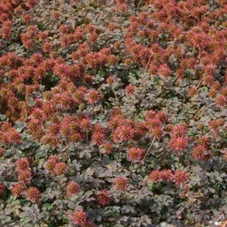 Acaena microphylla 'Kupferteppich' P9