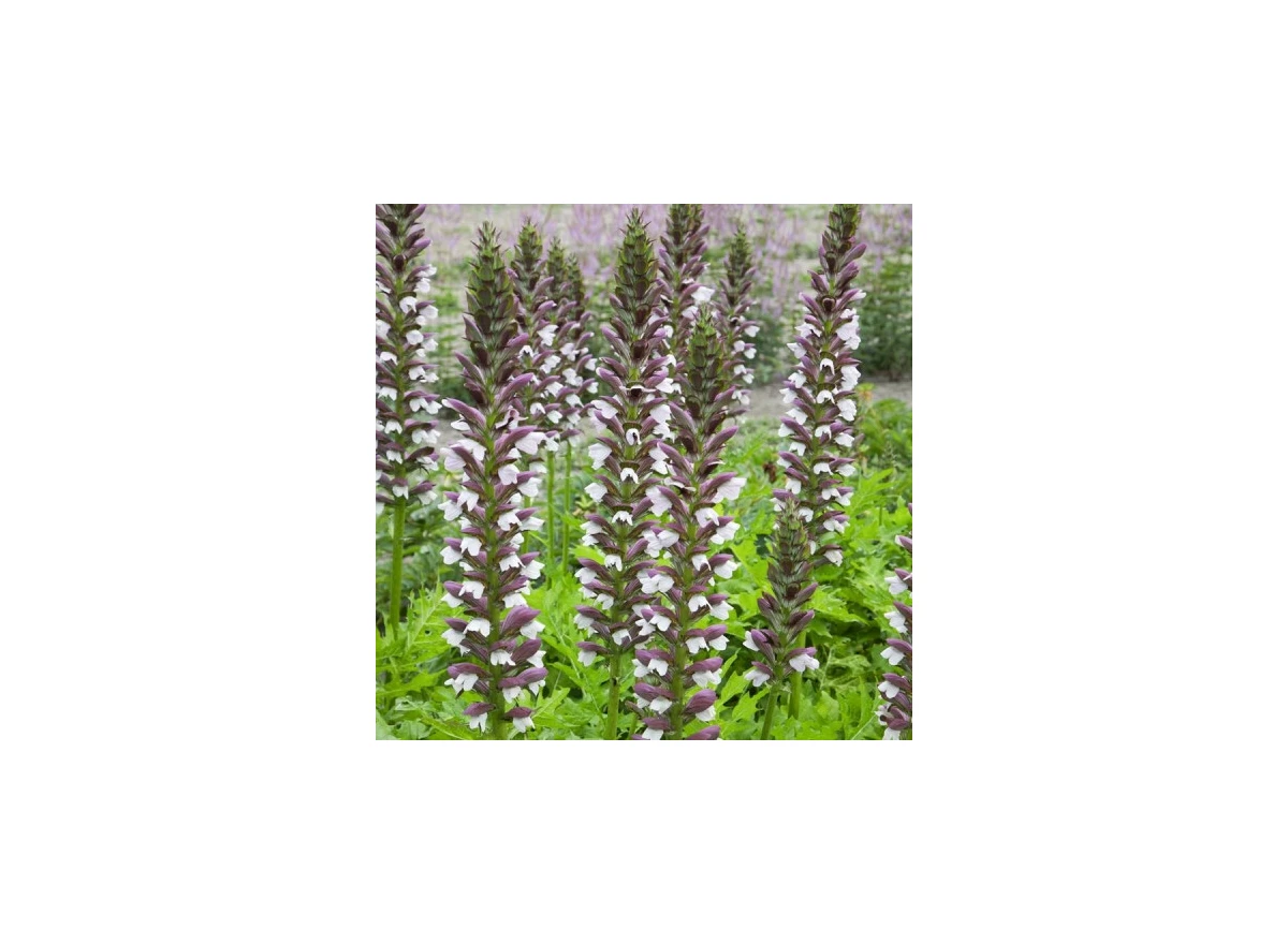 Acanthus hungaricus P9