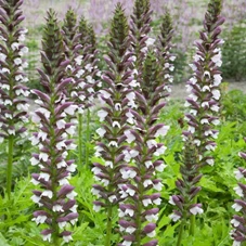 Acanthus hungaricus P9