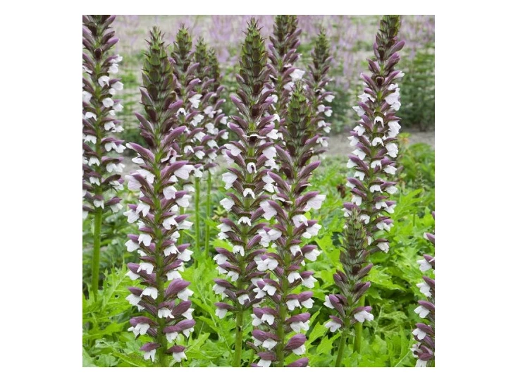 Acanthus hungaricus P9