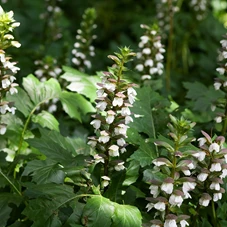 Acanthus mollis P9