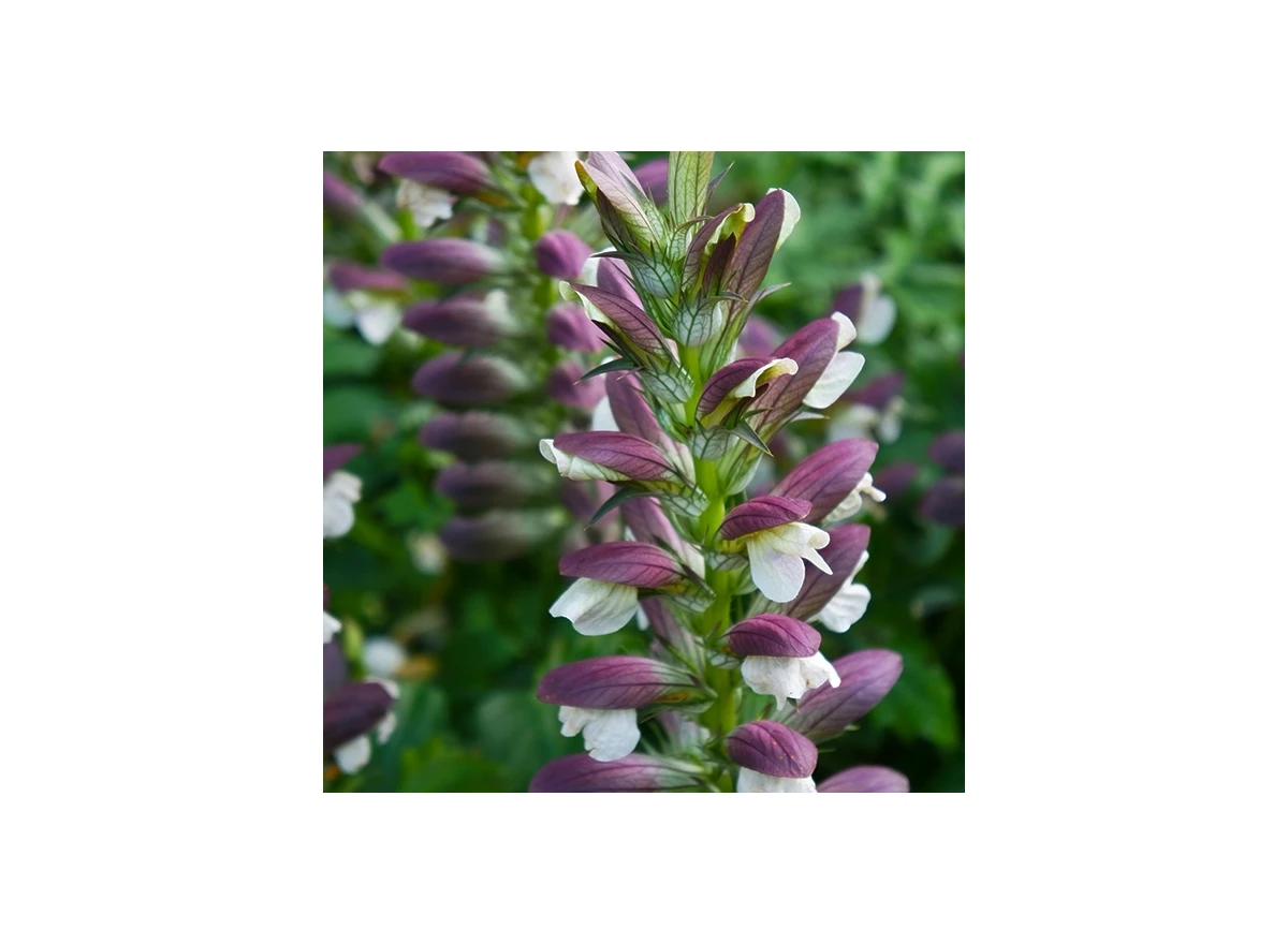 Acanthus spinosus P9