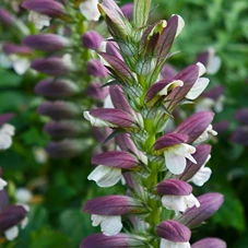 Acanthus spinosus P9