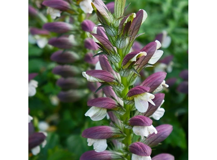 Acanthus spinosus P9