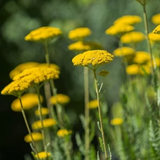 Achillea 'Coronation Gold' P9