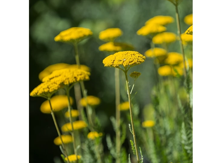 Achillea 'Coronation Gold' P9