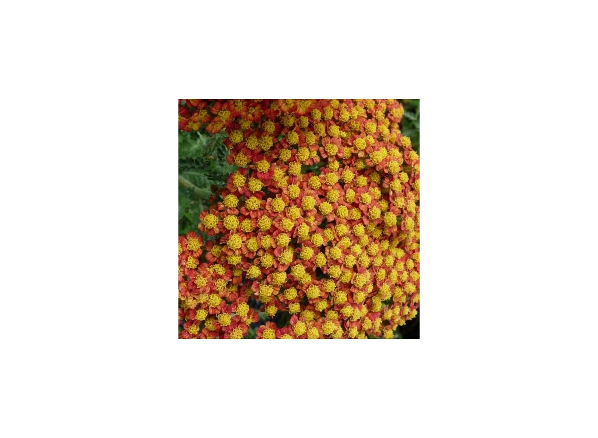 Achillea 'Feuerland' P9