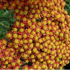 Achillea 'Feuerland' P9
