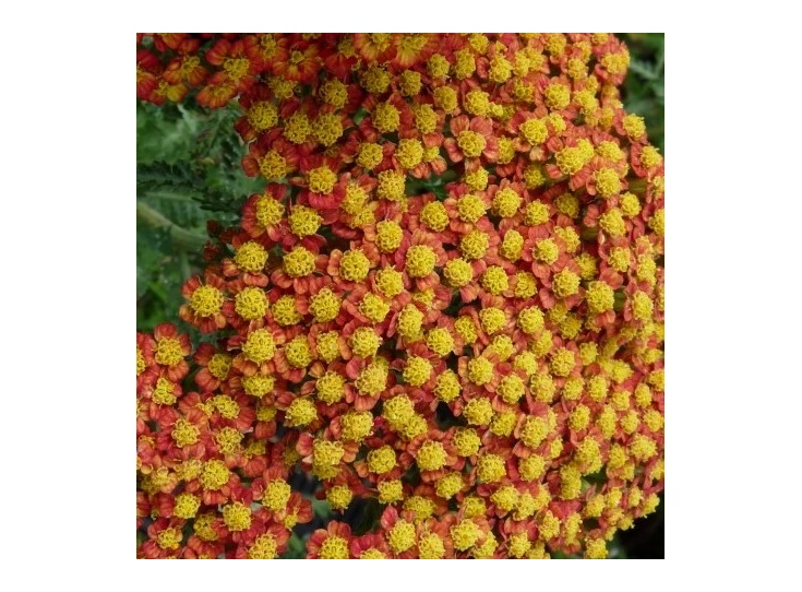 Achillea 'Feuerland' P9