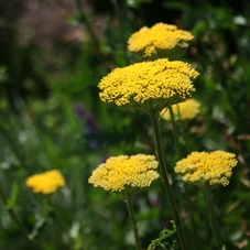 Achillea fil. 'Cloth of Gold' P9