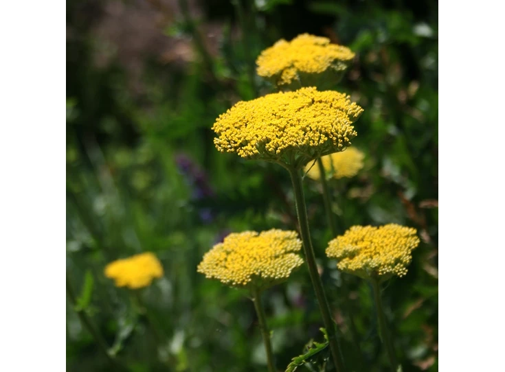 Achillea fil. 'Cloth of Gold' P9