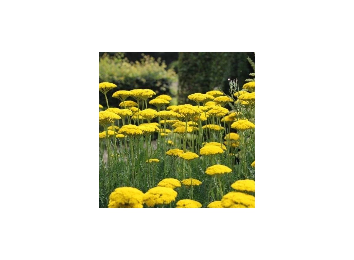 Achillea fil. 'Parker's Variety' P9