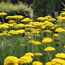 Achillea fil. 'Parker's Variety' P9