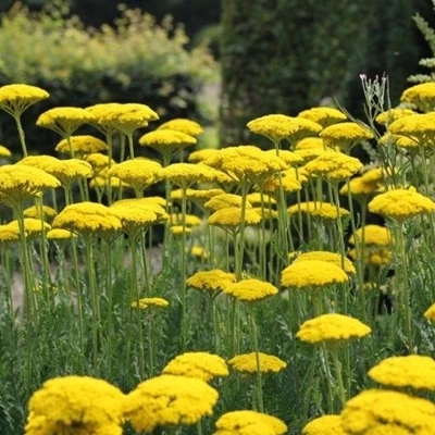 Achillea fil. 'Parker's Variety' P9