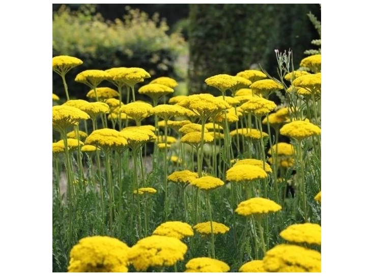 Achillea fil. 'Parker's Variety' P9