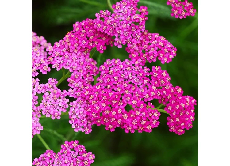 Achillea m. 'Cerise Queen' P9