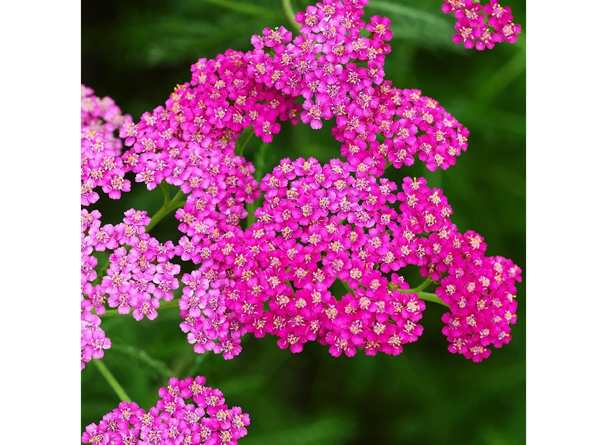 Achillea m. 'Cerise Queen' P9
