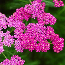 Achillea m. 'Cerise Queen' P9