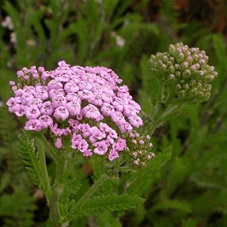 Achillea m. 'Lilac Beauty' P9