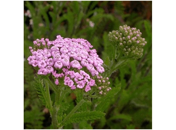 Achillea m. 'Lilac Beauty' P9
