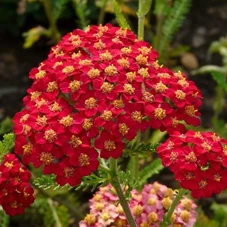 Achillea m. 'Paprika' P9