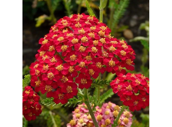 Achillea m. 'Paprika' P9