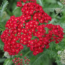 Achillea m. 'Red Velvet' P9