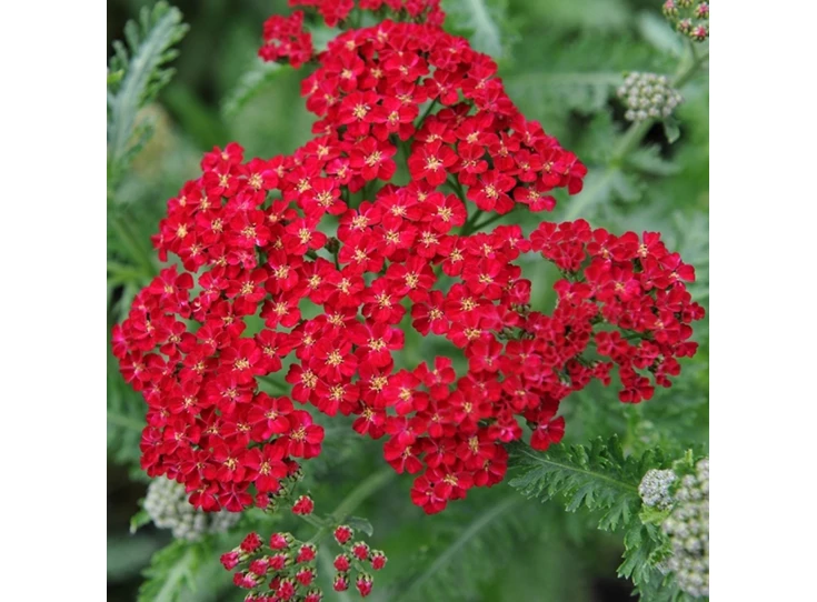 Achillea m. 'Red Velvet' P9