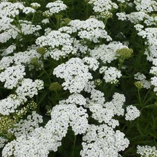 Achillea m. 'Schneetaler' P9