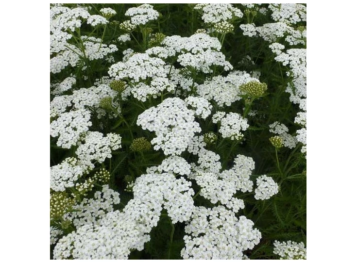 Achillea m. 'Schneetaler' P9