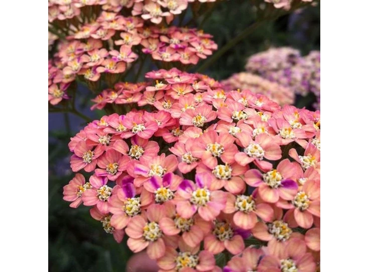 Achillea m. 'Wesersandstein' P9