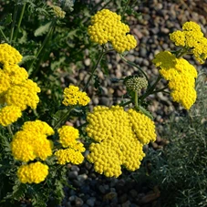 Achillea 'Moonshine' P9