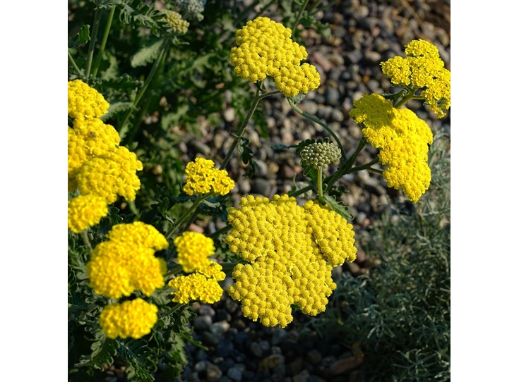 Achillea 'Moonshine' P9