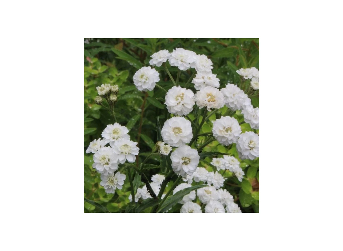 Achillea ptar. 'The Pearl' P9